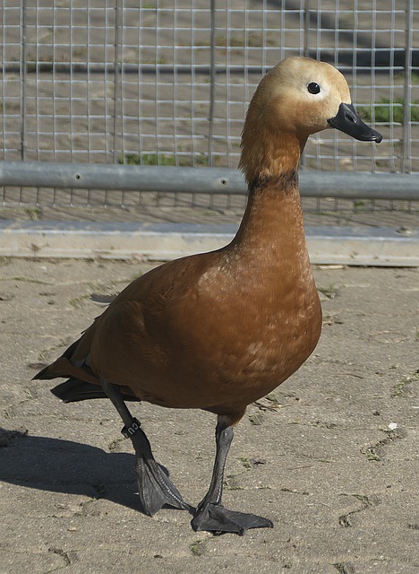 斯佐科斯在