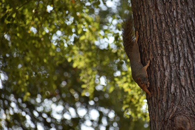 曼联的德赫 曼联的德赫